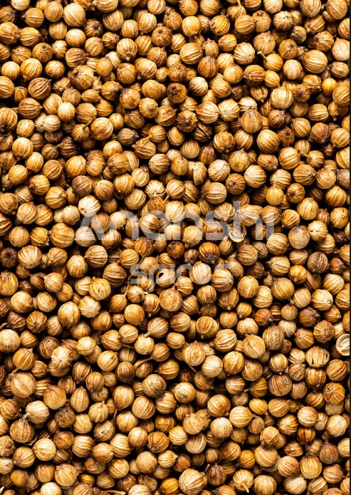 Coriander Seeds