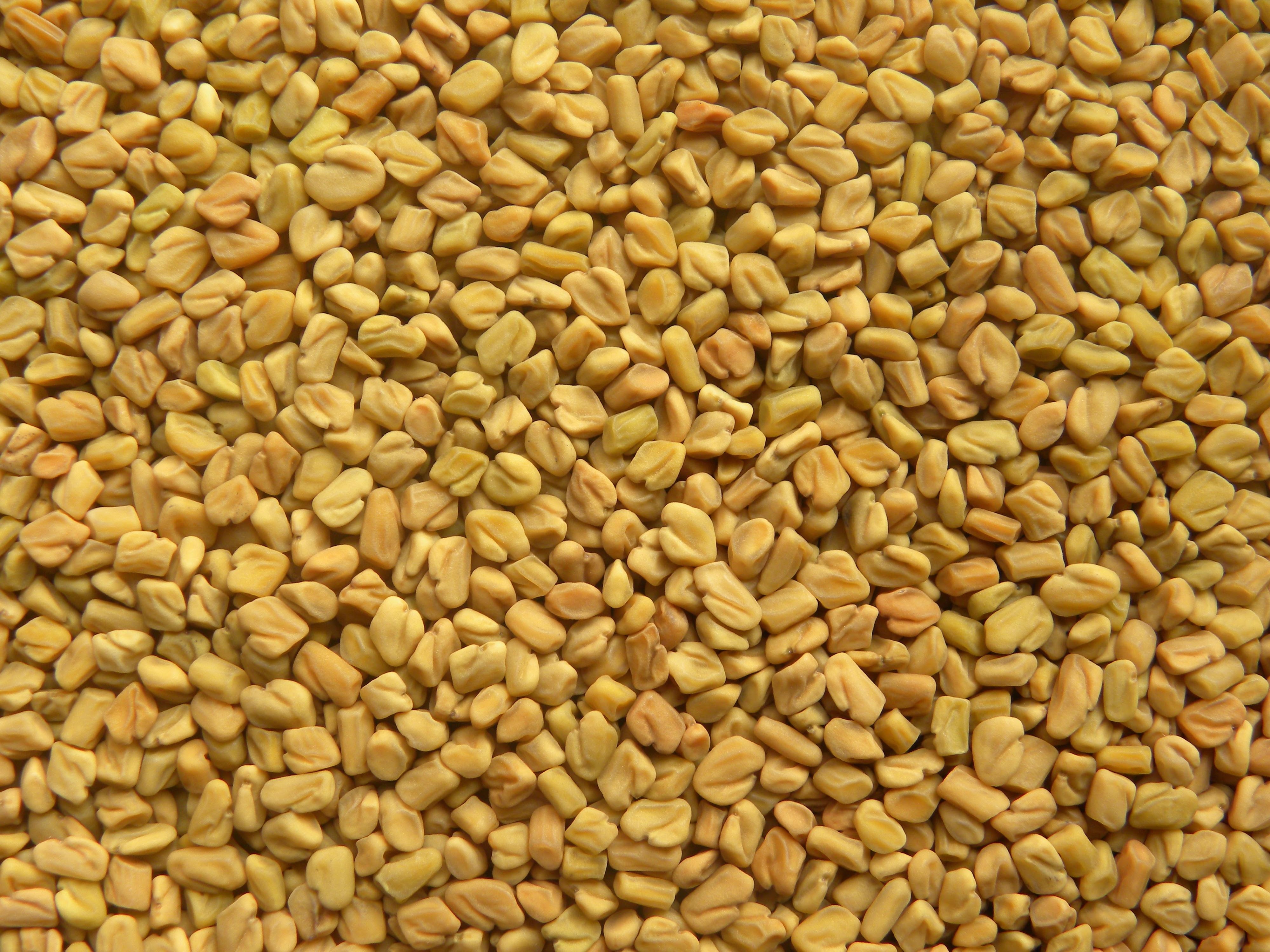 FENUGREEK SEEDS
